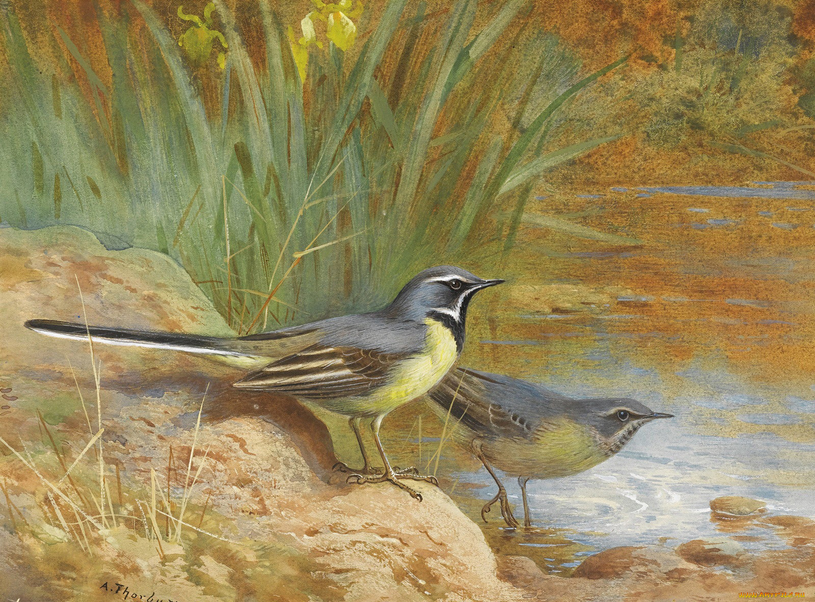 , archibald, thorburn
